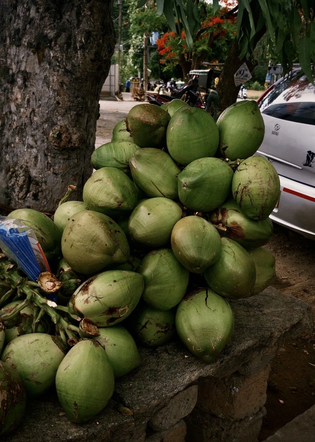 Green coconuts stacked beside a tree.