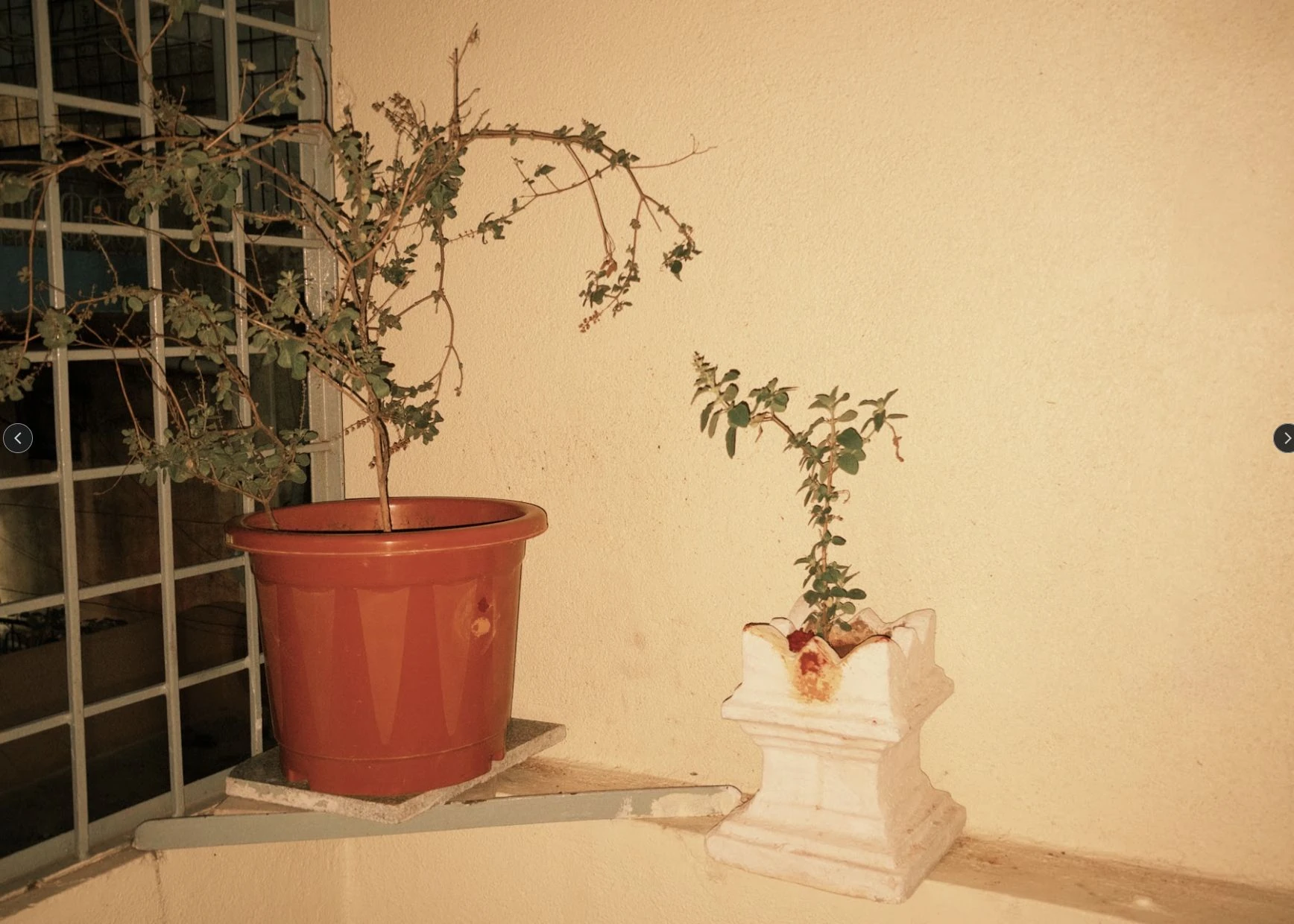 Potted plants against a warm, sunlit wall.
